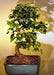 Flowering Ligustrum Bonsai Tree with Curved Trunk-Medium  (ligustrum lucidum) - Culture Kraze Marketplace.com