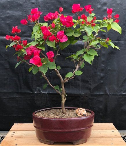 Flowering Red Bougainvillea Bonsai Tree -Upright   (Pink Pixie) - Culture Kraze Marketplace.com