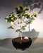 Flowering Texas Ebony Bonsai Tree   (Pithecolobium Flexicaule) - Culture Kraze Marketplace.com
