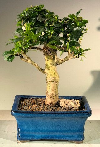 Flowering Fukien Tea Bonsai Tree - Upright  Aged - Medium   (ehretia microphylla) - Culture Kraze Marketplace.com