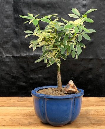 Golden Hawaiian Umbrella Bonsai Tree - Small  (arboricola schefflera 'luseanne') - Culture Kraze Marketplace.com