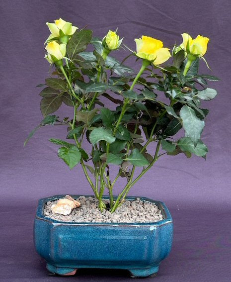 Flowering Yellow Mini Rose Bonsai Tree  Tiny Yellow - Culture Kraze Marketplace.com