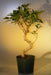 Pre Bonsai Ficus Retusa Bonsai - Large  Curved Trunk Style - Culture Kraze Marketplace.com