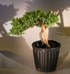 Pre Bonsai Juniper Bonsai Tree - Staked  (Juniper Procumbens "nana") - Culture Kraze Marketplace.com