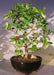 Flowering Dwarf Weeping Barbados Cherry Bonsai Tree - Large  (malpighia Pendiculata) - Culture Kraze Marketplace.com