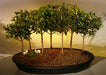 Flowering Brush Cherry Bonsai Tree Seven Tree Forest Group  (eugenia myrtifolia) - Culture Kraze Marketplace.com