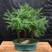 Norfolk Island Pine Bonsai Tree  Three (3) Tree Forest Group   (araucaria heterophila) - Culture Kraze Marketplace.com