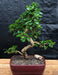Fukien Tea Flowering Bonsai Tree  - Extra Large Curved Trunk Style  (ehretia microphylla) - Culture Kraze Marketplace.com
