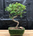 Chinese Elm Bonsai Tree    Trained Curve Trunk Style - Small    (Ulmus Parvifolia) - Culture Kraze Marketplace.com