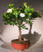 Flowering Gardenia Bonsai Tree Braided Trunk Style   (jasminoides miami supreme) - Culture Kraze Marketplace.com