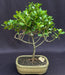Flowering Tropical Dwarf Apple Bonsai Tree  Extra Large   (clusia rosea 'nana') - Culture Kraze Marketplace.com