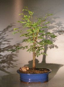 Flowering Horseflesh Mahogany Bonsai Tree - Large   (lysiloma sabicu) - Culture Kraze Marketplace.com