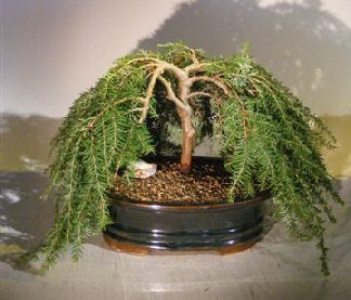 Dwarf Weeping Hemlock Bonsai Tree  (Tsuga Canadensis) 'coles prostmate' - Culture Kraze Marketplace.com