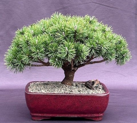 Mugo Pine Bonsai Tree Large   (pinus mugo 'valley cushion') - Culture Kraze Marketplace.com