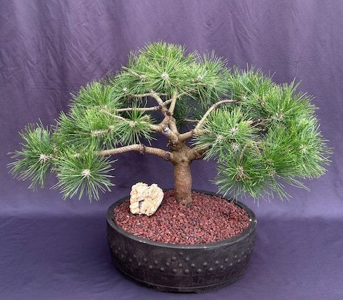Japanese Red Pine Bonsai Tree  (Pinus Densiflora Low Glow') - Culture Kraze Marketplace.com