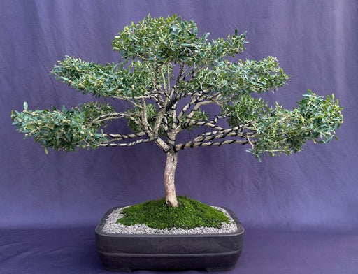 Dwarf English Boxwood Bonsai Tree (buxus semperuirens) - Culture Kraze Marketplace.com