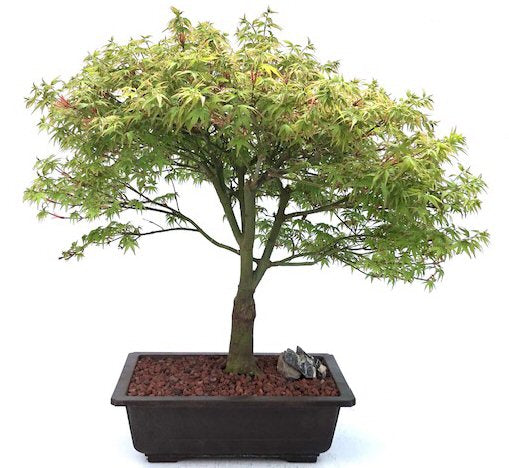 Dwarf Japanese Maple Bonsai Tree  (acer palmatum 'kiyohime yatsubusa') - Culture Kraze Marketplace.com