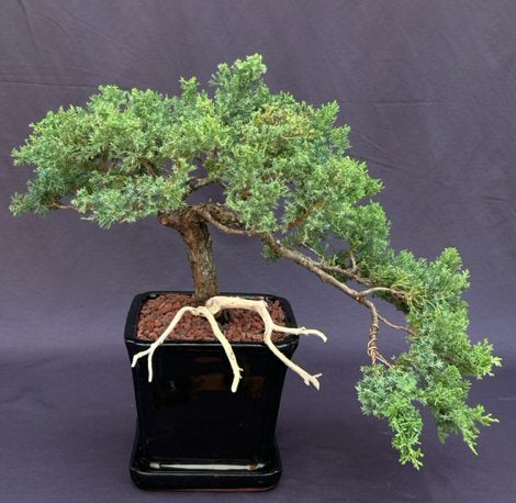 Juniper Bonsai Tree - Cascade Trained in Jin Style  (juniper procumbens nana) - Culture Kraze Marketplace.com