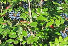 Oregon Grape Root Tincture