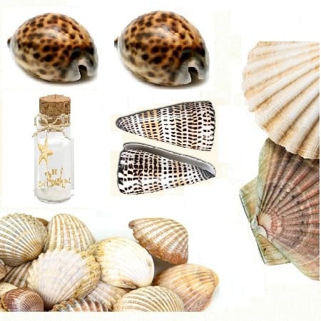 Complete Sea Shell Massage Kit