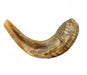 Medium Rams Horn Shofar - Natural - Culture Kraze Marketplace.com