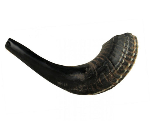 Small Black Rams Horn Shofar - Natural - Culture Kraze Marketplace.com