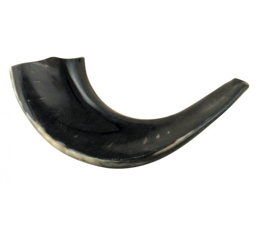 Small Polished Black Rams Horn Shofar - Culture Kraze Marketplace.com