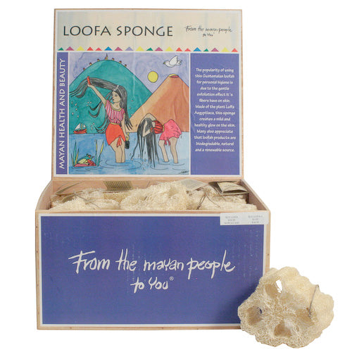 <center>Mayan Loofah Sponge crafted by Artisans in Guatemala </br> 36 Piece Display Box Measures 7” high x 12-3/4” wide x 12” deep</center>