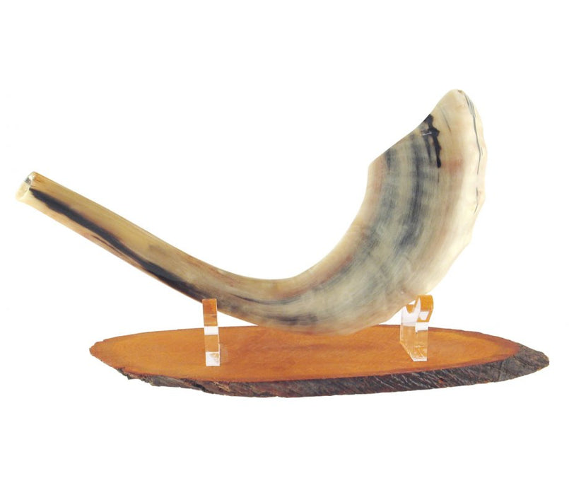 Oval Wood Shofar Stand with Lucite Clips – For Rams Horn Length 11-18 Inches - Culture Kraze Marketplace.com