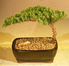 Juniper Bonsai Tree  Complete Starter Kit - Culture Kraze Marketplace.com