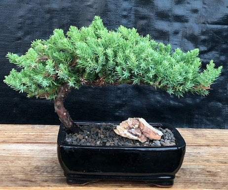 Juniper Bonsai Tree - Medium   (Juniper Procumbens "nana") - Culture Kraze Marketplace.com