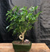 Hawaiian Umbrella Bonsai Tree - Medium  Coiled Trunk Style   (Arboricola Schefflera 'Luseanne') - Culture Kraze Marketplace.com