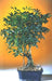 Hawaiian Umbrella Bonsai Tree Complete Starter Kit - Culture Kraze Marketplace.com