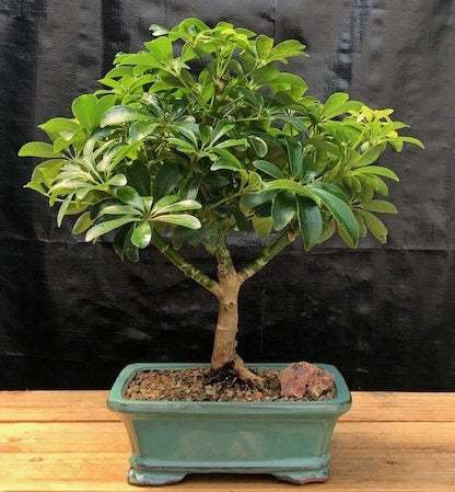 Hawaiian Umbrella Bonsai Tree - Medium  (Arboricola Schefflera 'Luseanne') - Culture Kraze Marketplace.com