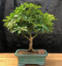 Hawaiian Umbrella Bonsai Tree - Medium  (Arboricola Schefflera 'Luseanne') - Culture Kraze Marketplace.com