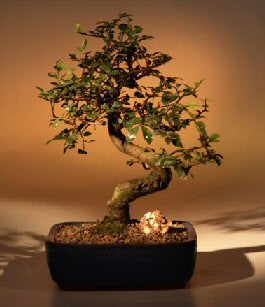 Chinese Elm Bonsai Tree - Medium    Curved Trunk Style   (Ulmus Parvifolia) - Culture Kraze Marketplace.com