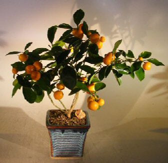 Orange Citrus Bonsai Tree   ("Calamondin" Orange) - Culture Kraze Marketplace.com