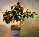 Orange Citrus Bonsai Tree   ("Calamondin" Orange) - Culture Kraze Marketplace.com