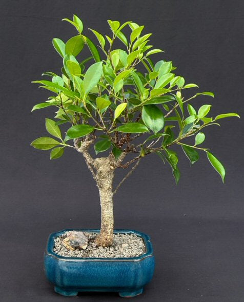 Ficus Retusa Bonsai Tree - Medium  (Ficus Retusa) - Culture Kraze Marketplace.com