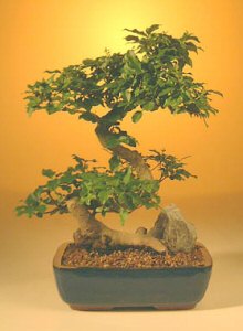 Flowering Ligustrum Bonsai Tree - Large Curved Trunk Style   (ligustrum lucidum) - Culture Kraze Marketplace.com