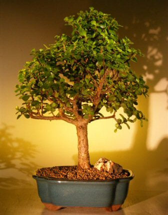 Baby Jade Bonsai Tree - Extra Large   (Portulacaria Afra) - Culture Kraze Marketplace.com