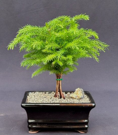Norfolk Island Pine Bonsai Tree - Medium   (Araucaria Heterophila) - Culture Kraze Marketplace.com