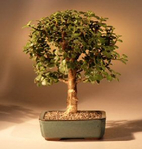 Baby Jade Bonsai Tree Complete Starter Kit - Culture Kraze Marketplace.com