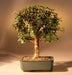 Baby Jade Bonsai Tree - Medium  (Portulacaria Afra) - Culture Kraze Marketplace.com