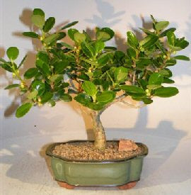 Green Island Ficus Bonsai Tree   (ficus microcarpa) - Culture Kraze Marketplace.com