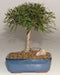 Willow Leaf Ficus Bonsai Tree  Complete Starter Kit - Culture Kraze Marketplace.com