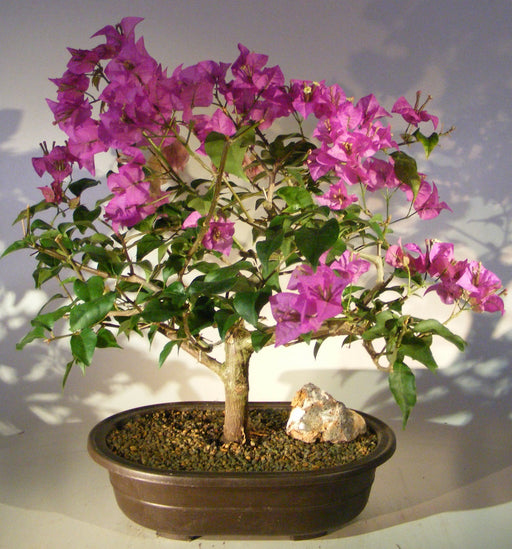 Flowering Bougainvillea Bonsai Tree - Large   (Pink Pixie) - Culture Kraze Marketplace.com