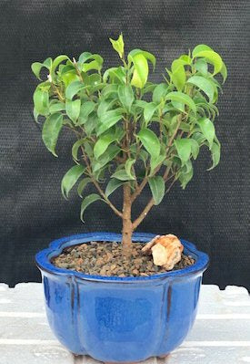 Ficus 'Too Little' Bonsai Tree - Small  (ficus benjamina "too little") - Culture Kraze Marketplace.com