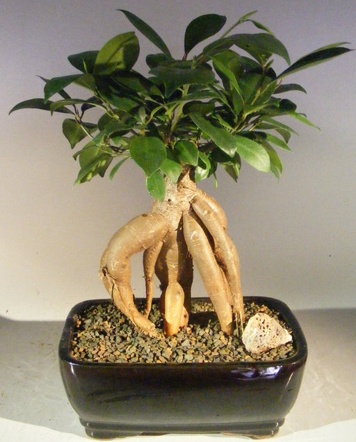 Ginseng Ficus Bonsai Tree - Medium   (Ficus Retusa) - Culture Kraze Marketplace.com