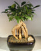Ginseng Ficus Bonsai Tree - Medium   (Ficus Retusa) - Culture Kraze Marketplace.com